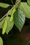 Paper birch